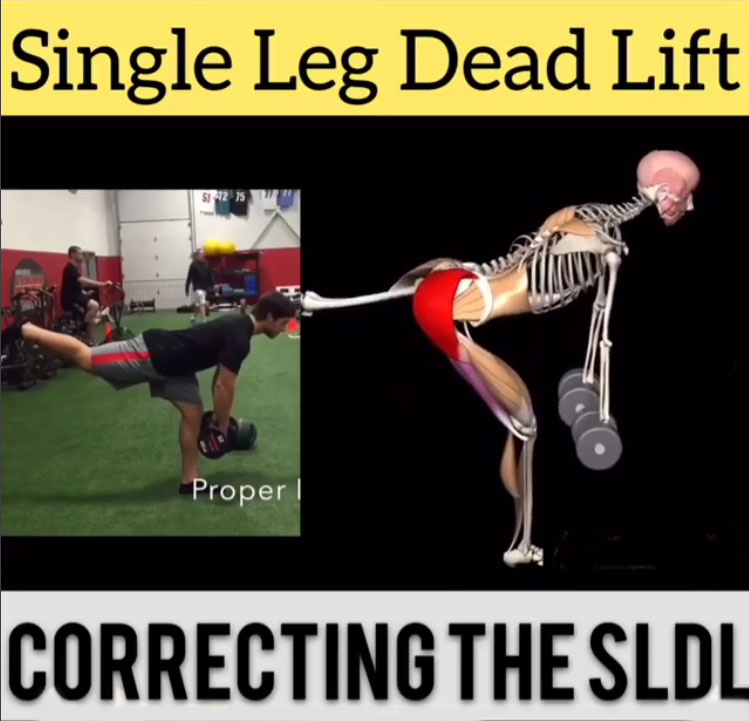 Correcting The Single Leg Dead Lift (SLDL)