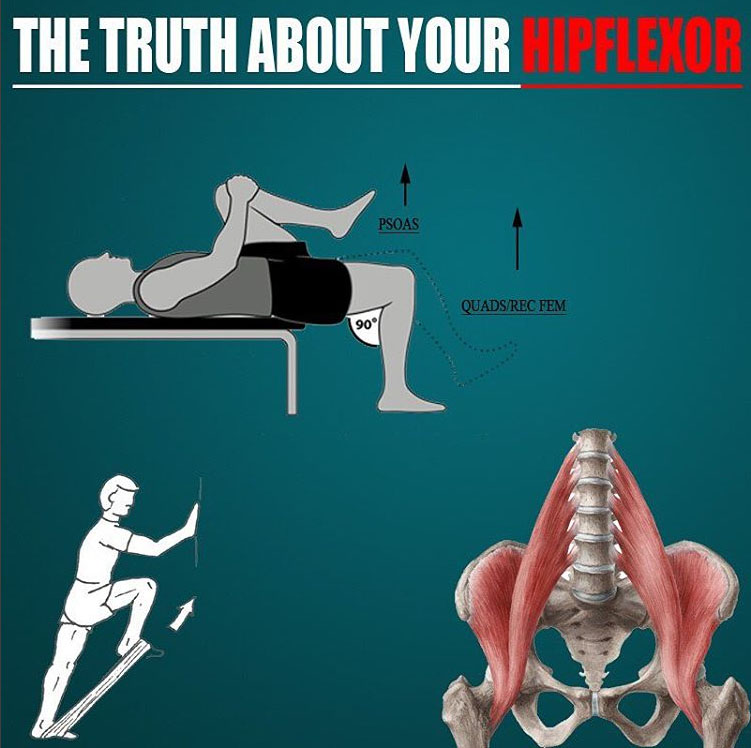 TRUTH ABOUT YOUR HIPFLEXOR