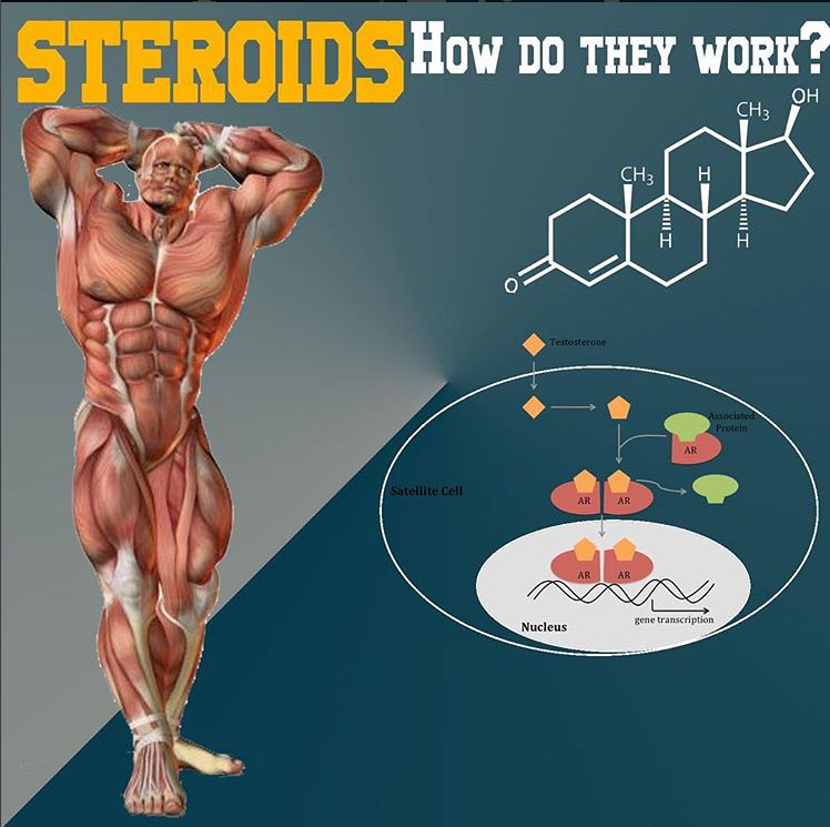STEROIDS, HOW DO THEY WORK