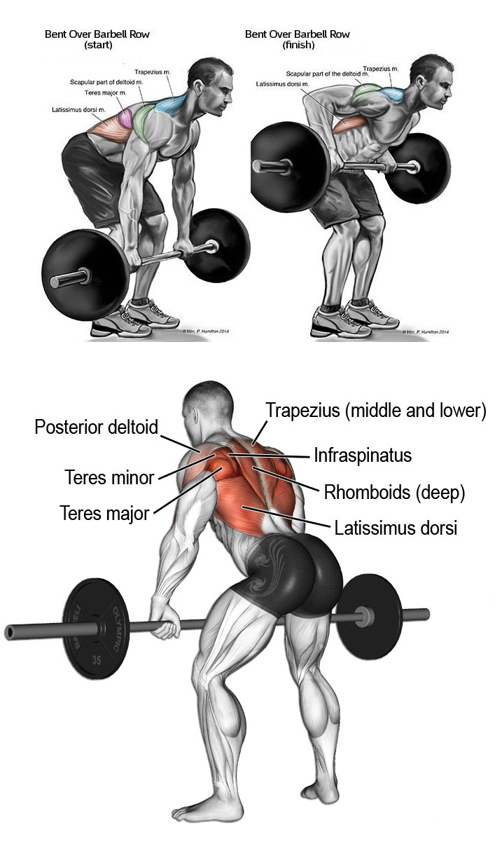 🚨 BARBELL ROWS