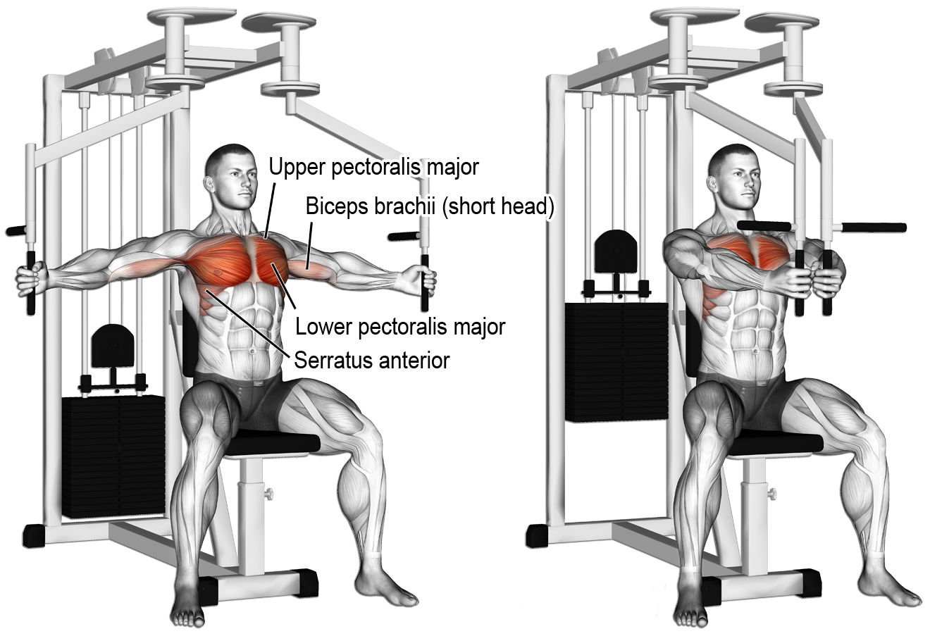 Chest Fly Machine Form