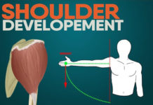 SHOULDER DEVELOPEMENT | GUIDE