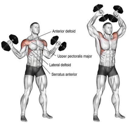 SHOULDER DEVELOPEMENT | GUIDE