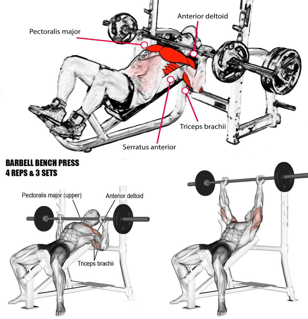 BENCH PRESS BARBELL & DUMBBELL GUIDE