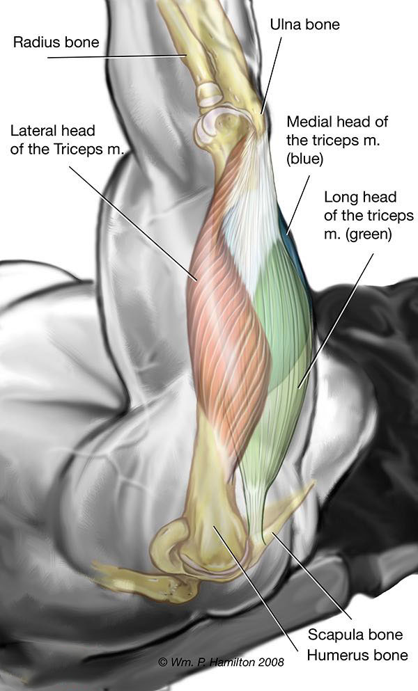 The structure of the triceps