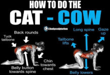 🔥The Cat-Cow Pose Exercise | Guide