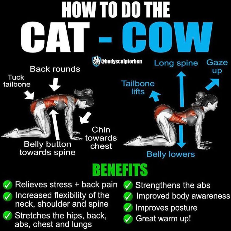 The Cat-Cow Pose Exercise | Guide - weighteasyloss.com ...