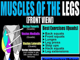 🔥Muscles of the Legs & Quads and calves | Guide