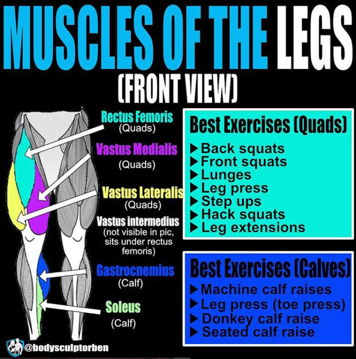 Muscles of the Legs & Quads and calves Guide