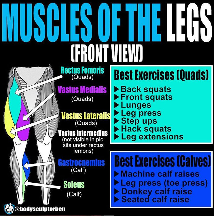 Muscles of the legs