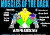 Muscles of the back (back anatomy)