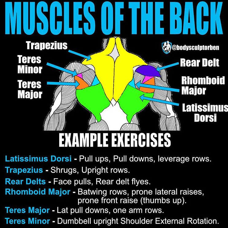 Muscles of the back (back anatomy)
