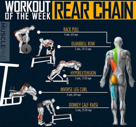 WORKOUT REAR CHAIN