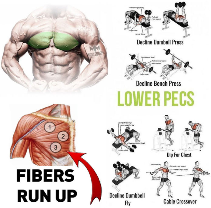 LOWER PECS EXERCISES | GUIDE