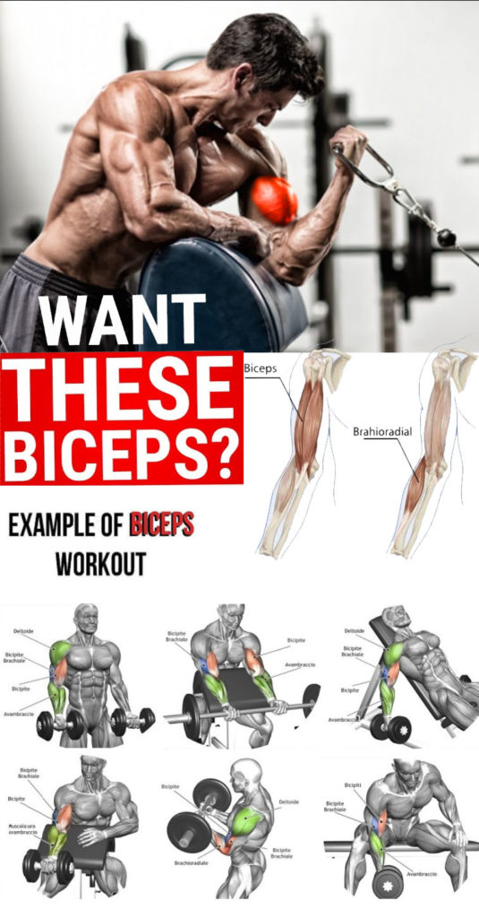 HOT TOP WORKOUT FOR BICEPS