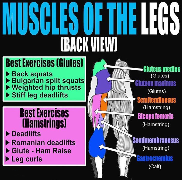 Glutes and Hamstrings | Guide