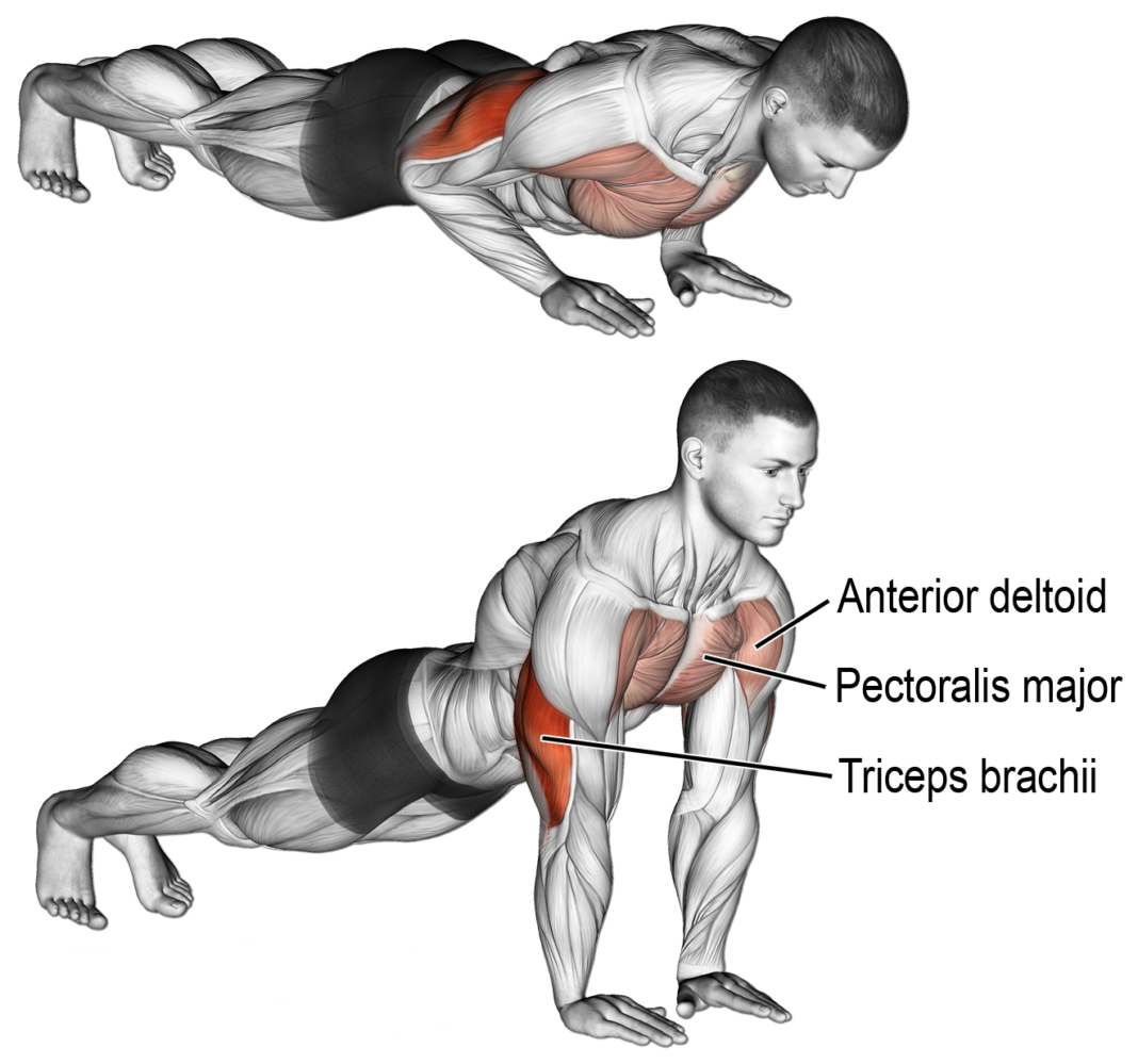 The 10 Best Home Exercises for Massive Triceps-Training Program