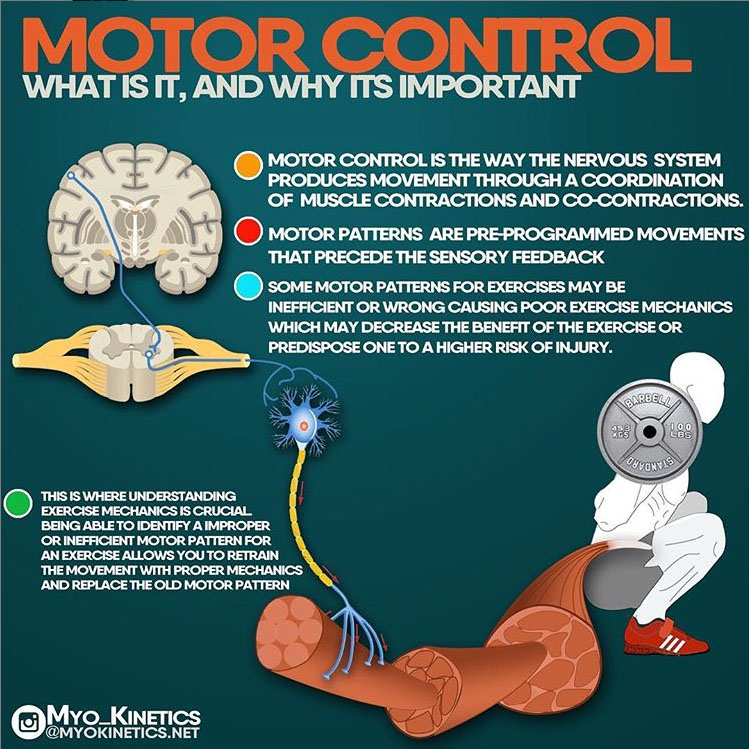 MOTOR CONTROL, WHAT IS IT, AND WHY ITS IMPORTANT