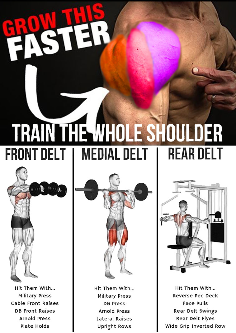train the whole shoulder 