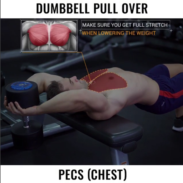 DUMBBELL PULLOVERS