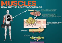 🚨MUSCLE CONTRACTION