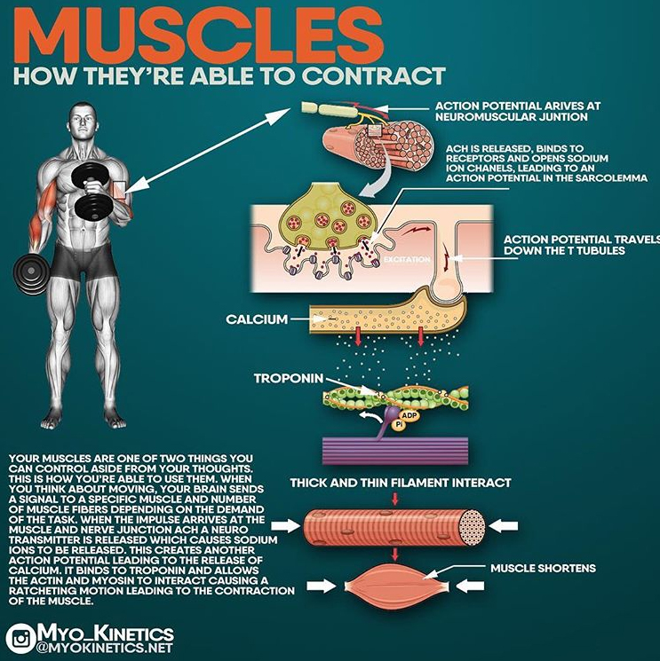 MUSCLE CONTRACTION