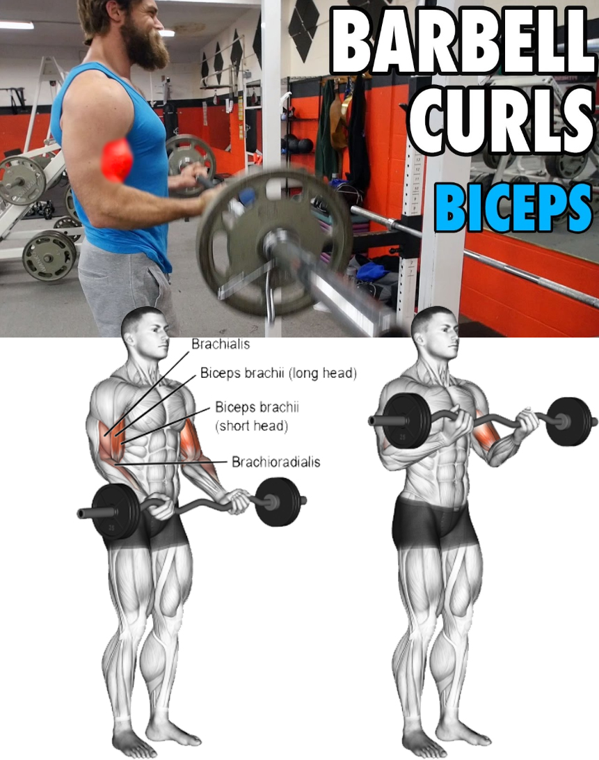Barbell Curl Exercises