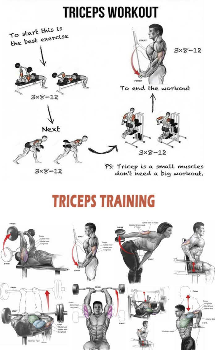 Triceps training & How to Emphasize Different Heads