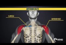 👇HOW TO ANTERIOR DELTS TRAINING