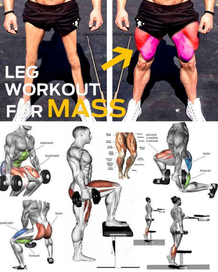 HOW TO LEGS GROW - SQUAT EXERCISE