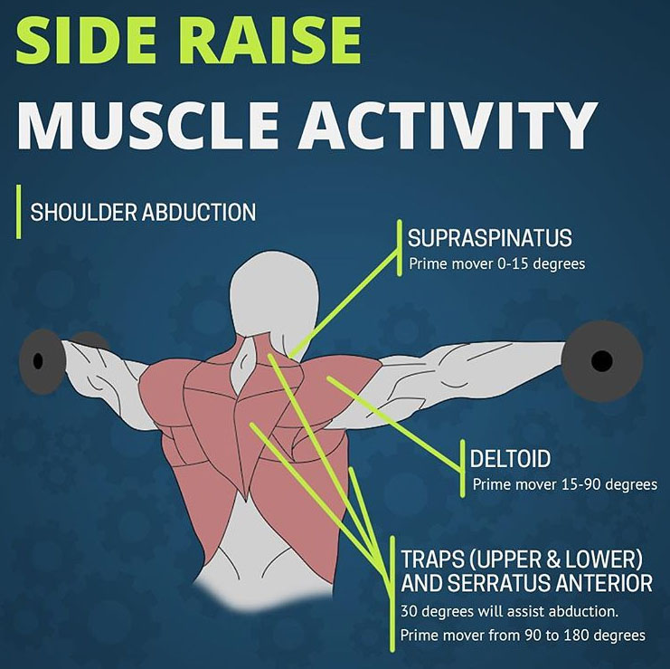 SIDE RAISE MUSCLE ACTIVITY