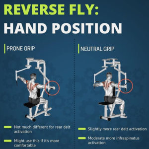 HAND POSITION DURING REVERSE FLYS MACHINE