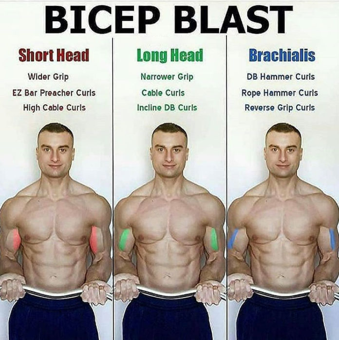 HOW TO BICEPS BLAST -FULL BICEPS LIBRARY