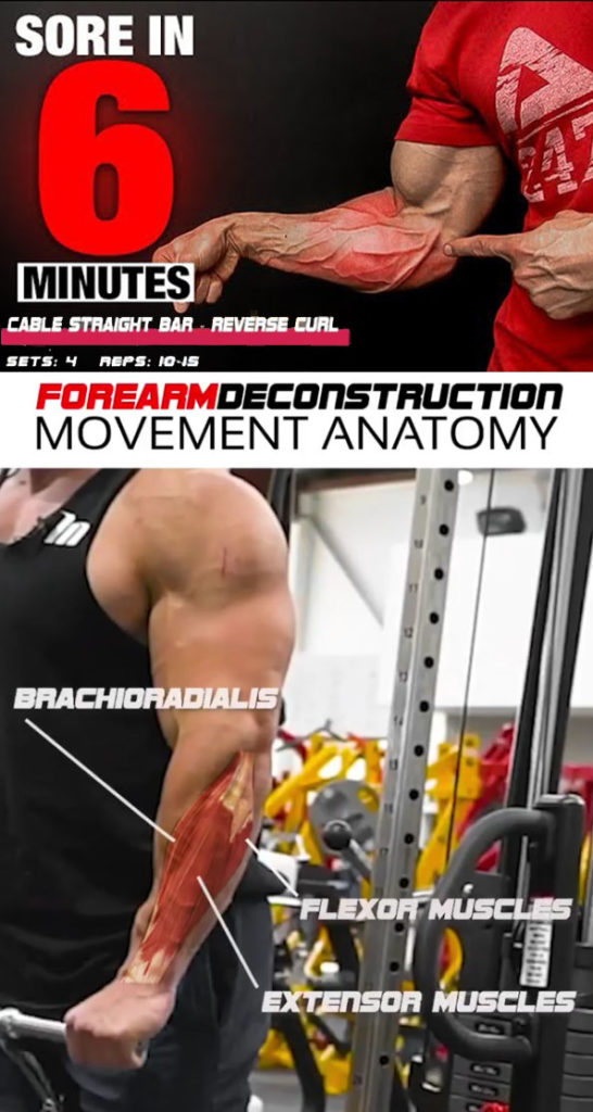 HOW TO FOREARM CURLS VIDEO & GUIDE