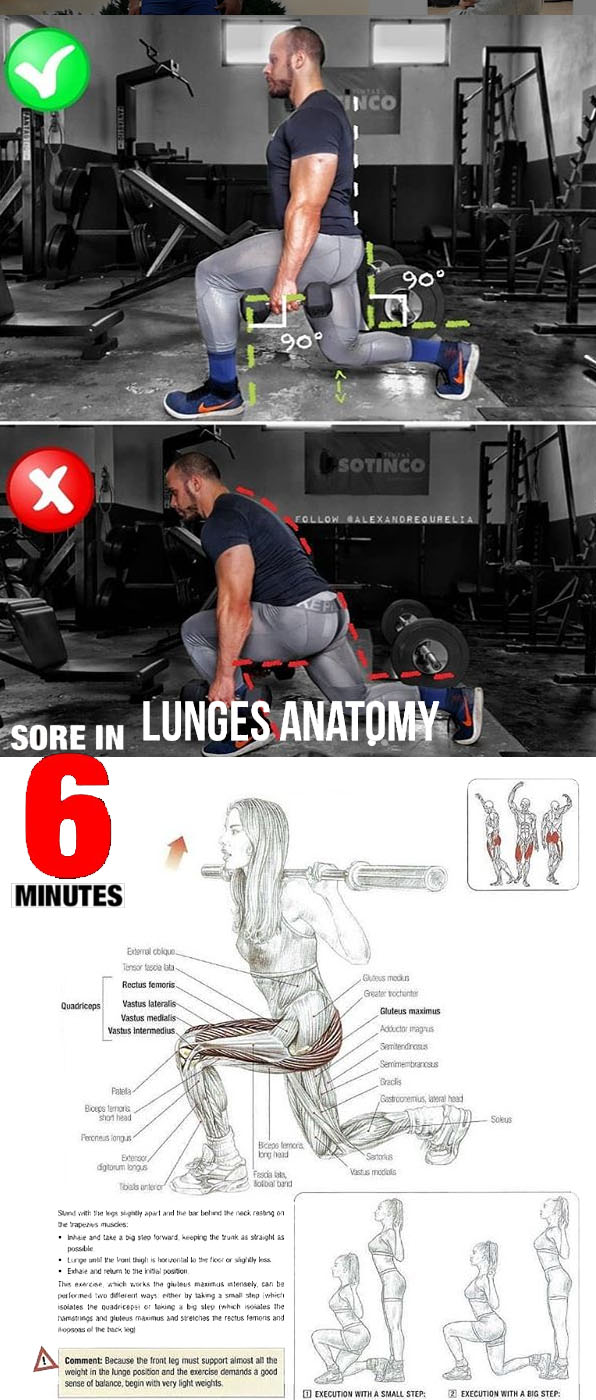 Lunges Anatomy