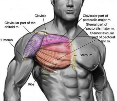 The Best Top 4 Chest Exercises, Technical Perform Tutorial