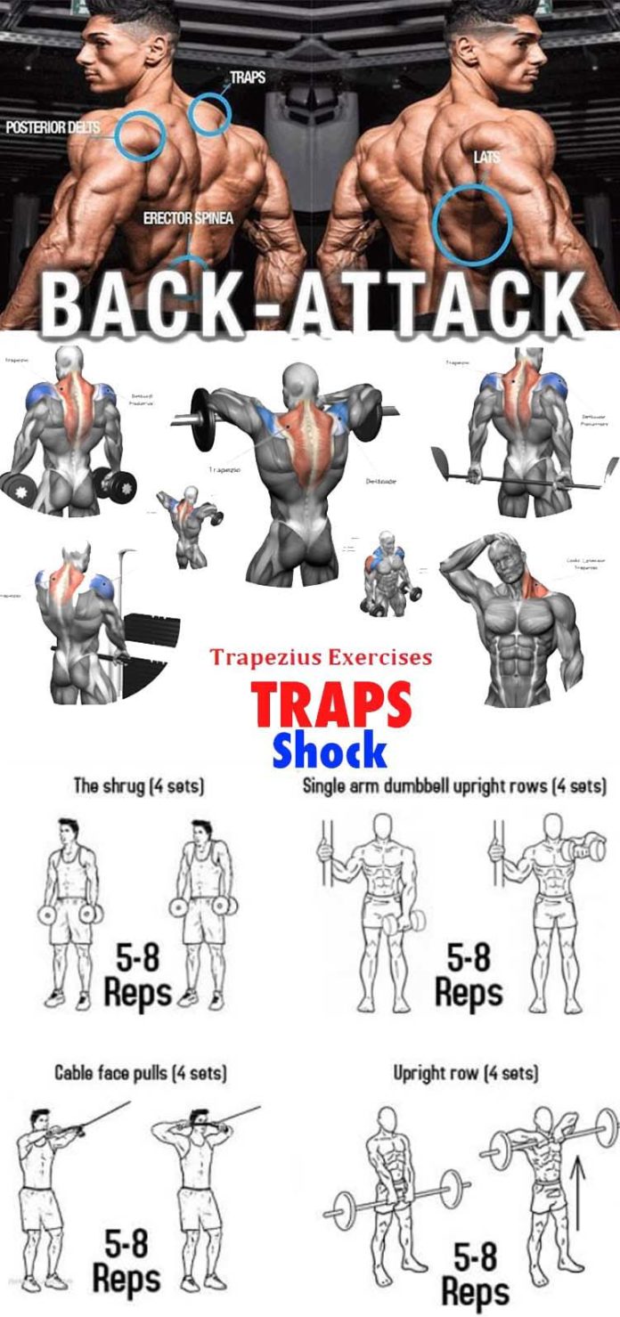 The Best Trap Workouts & Exercise Guides Video