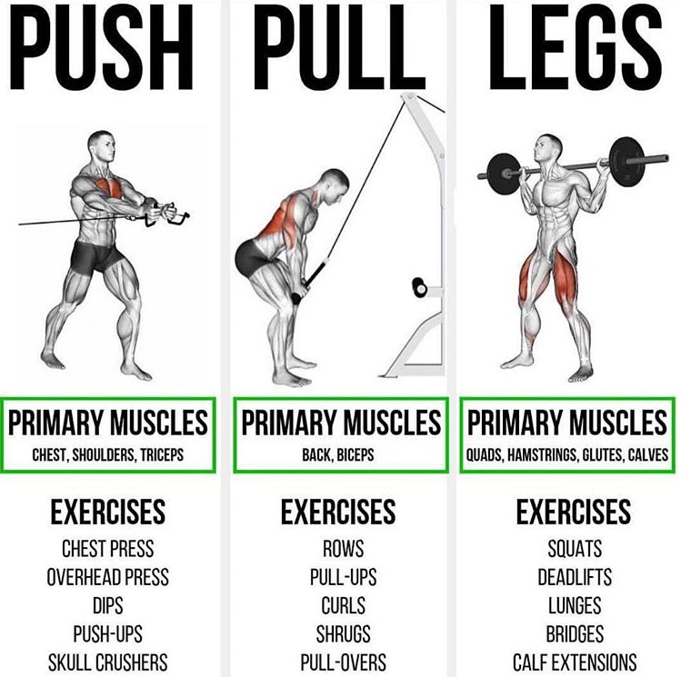  HOW TO PUSH PULL LEGS EXERCISES Weighteasyloss Fitness N 