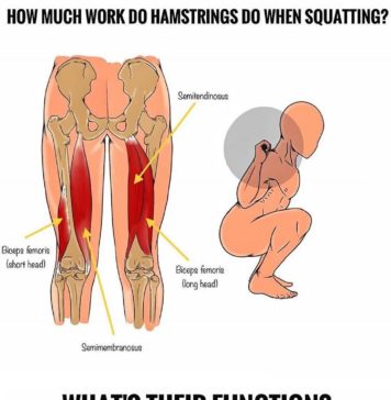 🚨GROW YOUR HAMSTRINGS THROUGH SQUATS?