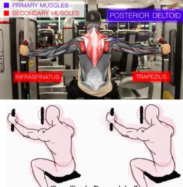 🔥PEC DECK REAR DELT FLY | GUIDE