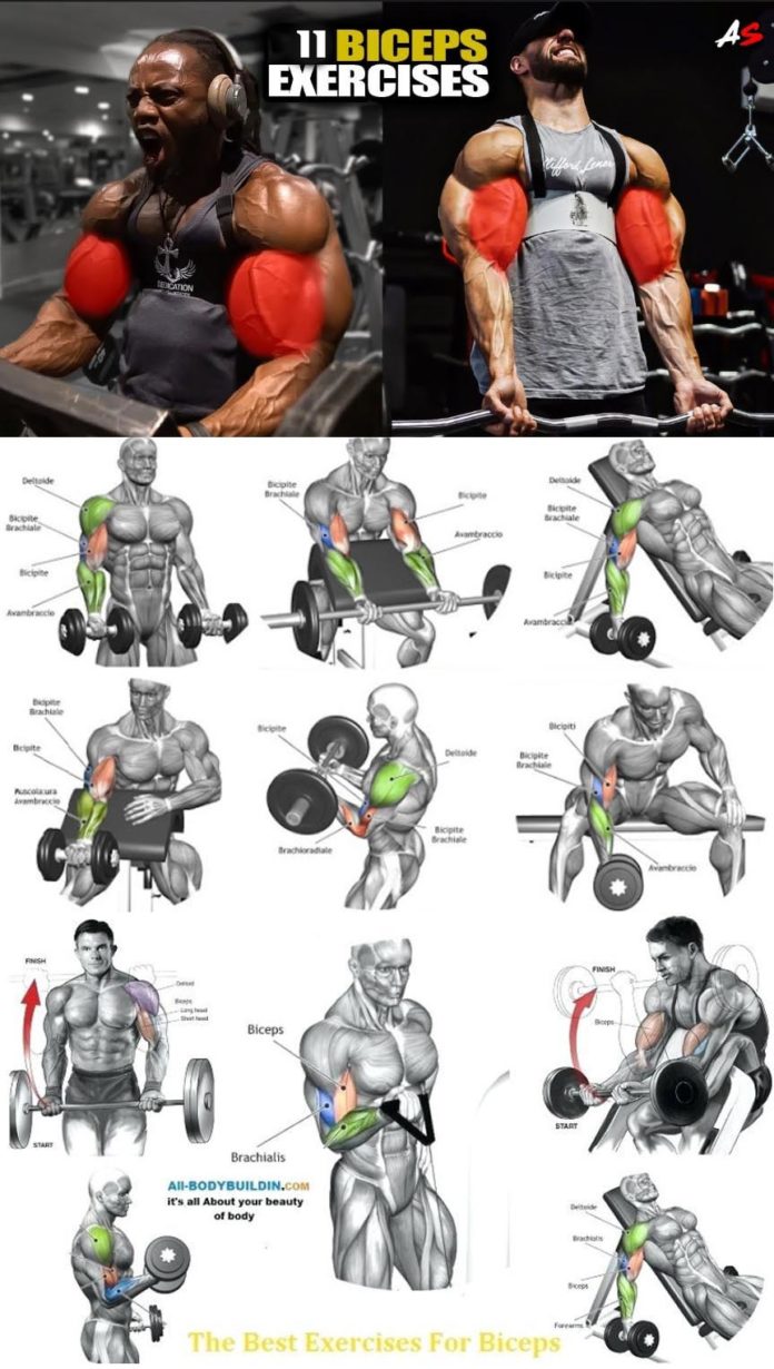 Tutorial Biceps Workout | Picture & Guide