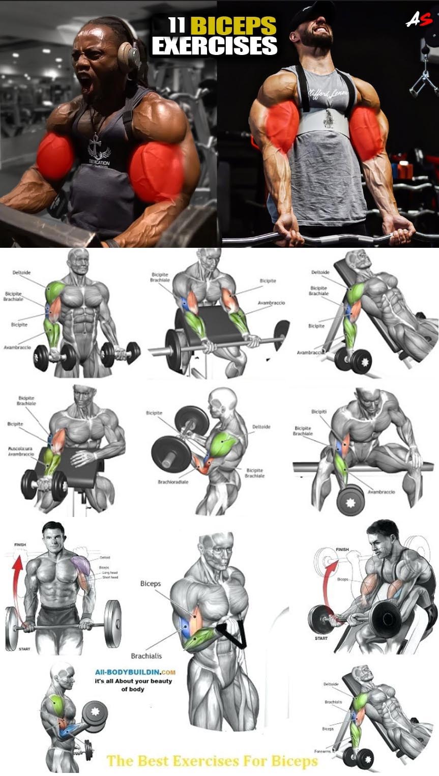 Tutorial Biceps Workout Picture Guide