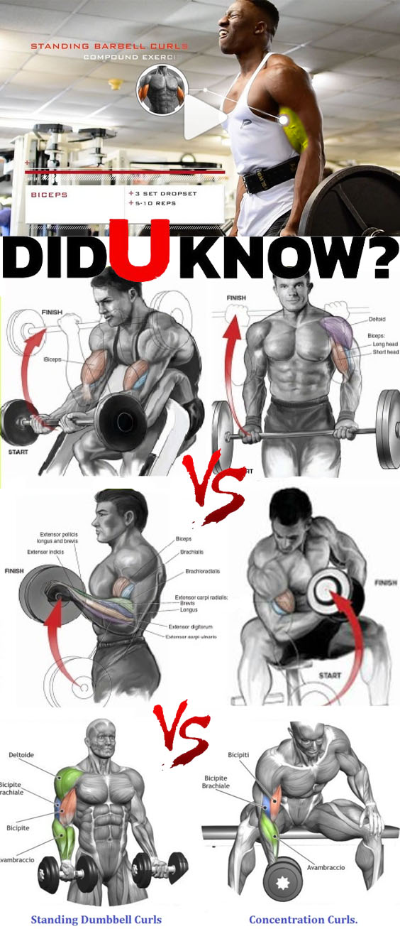 Bicep workout for grow 
