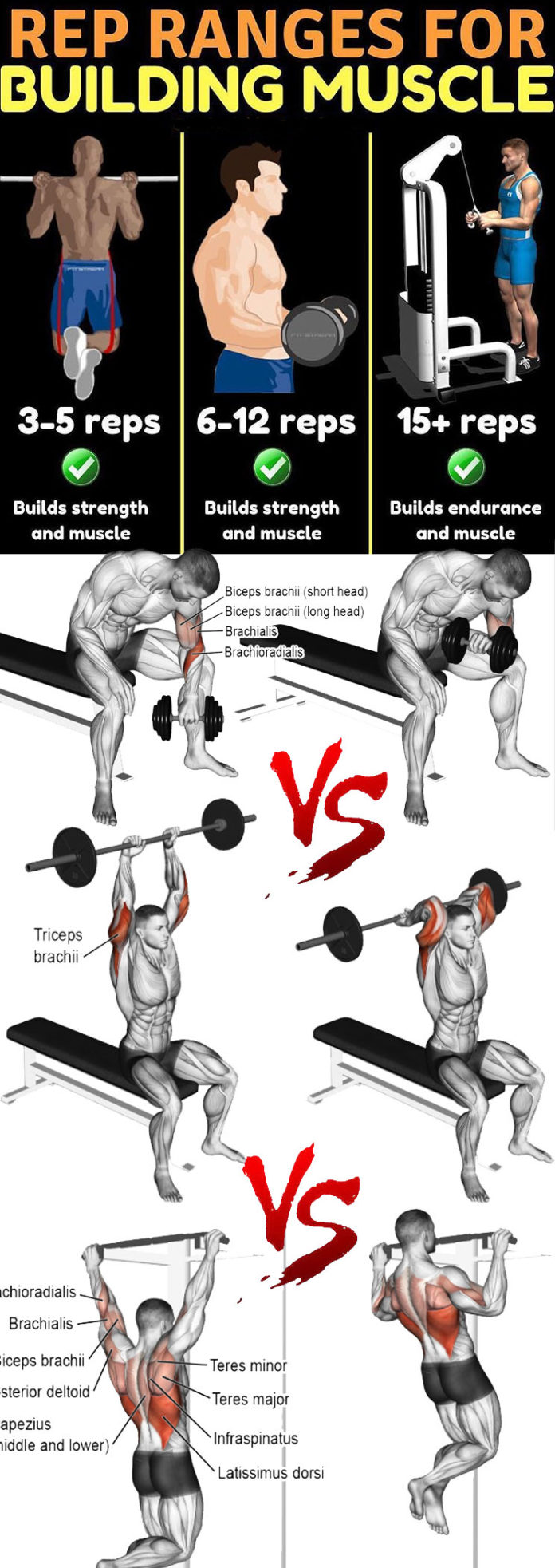 HOW TO REP RANGES FOR BUILDING MUSCLE