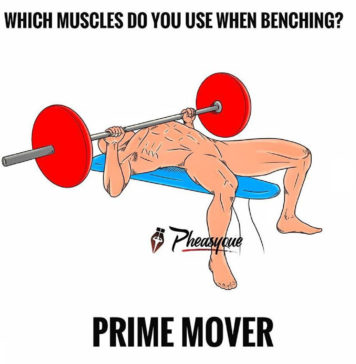 WHICH MUSCLES DO YOU ISE WHEN BENCHING
