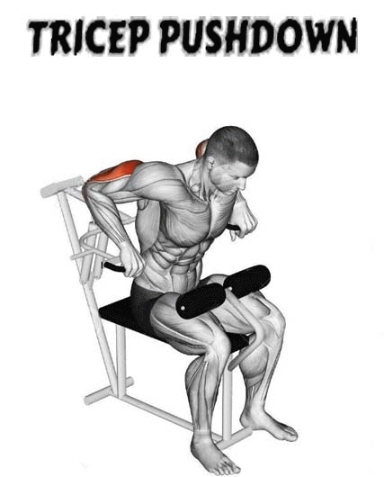 How to Triceps pushdown