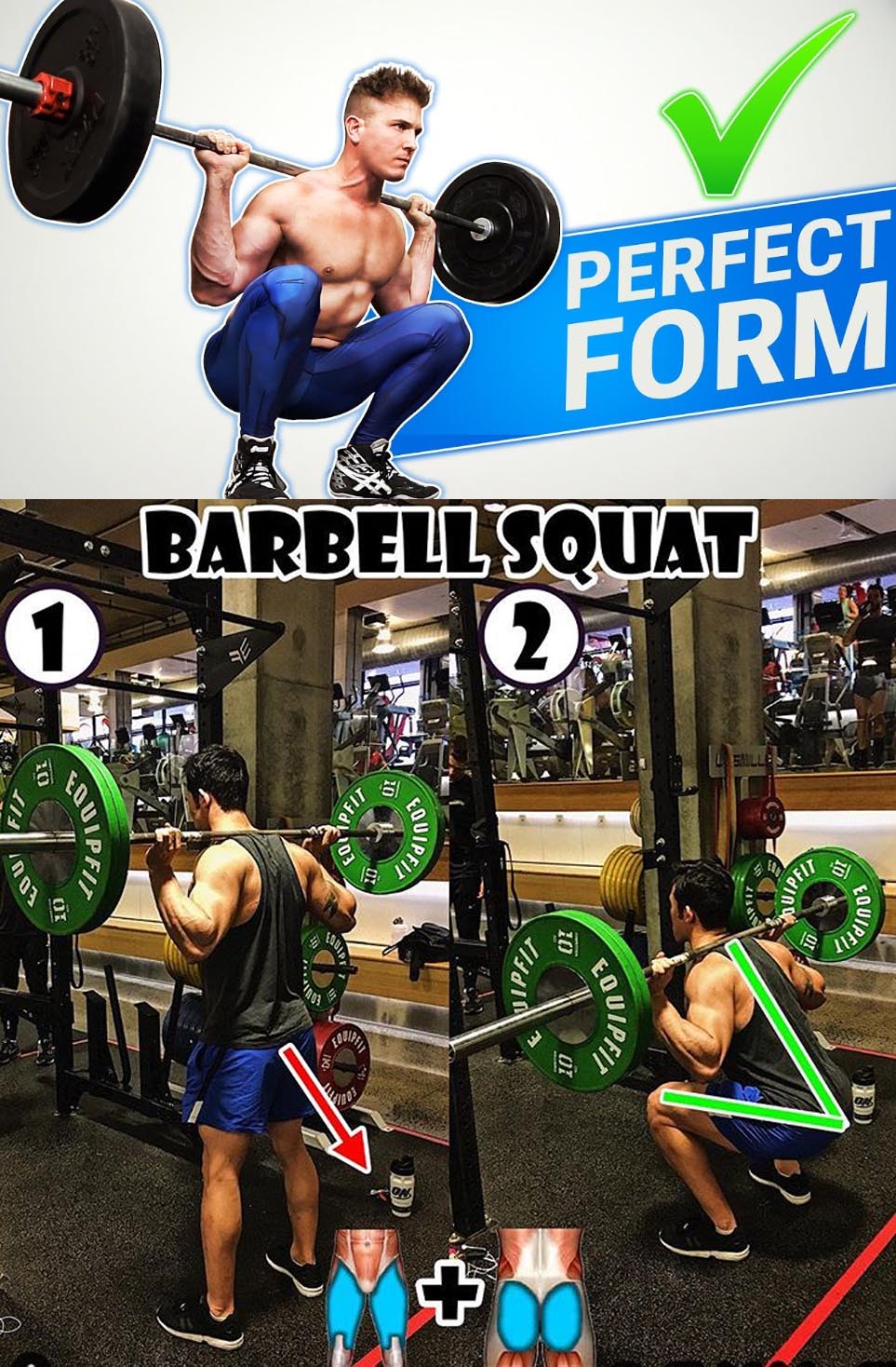 The Barbell Squat