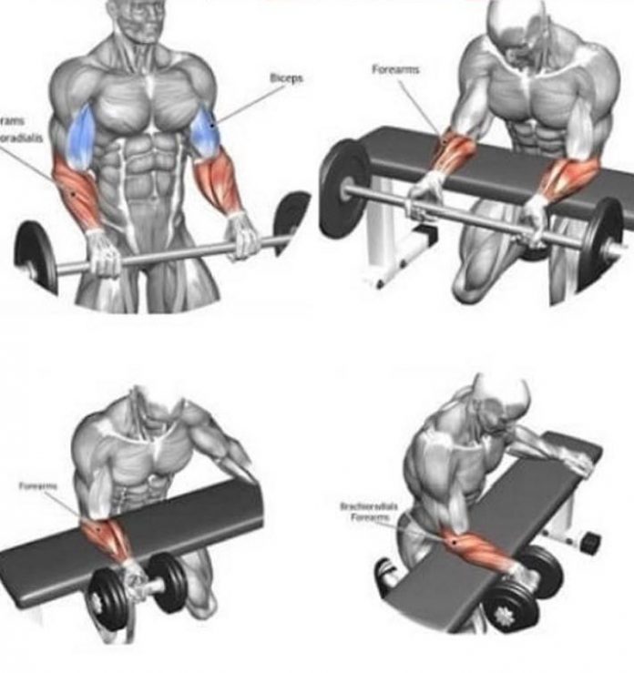 The Best Forearms Exercises of All Time