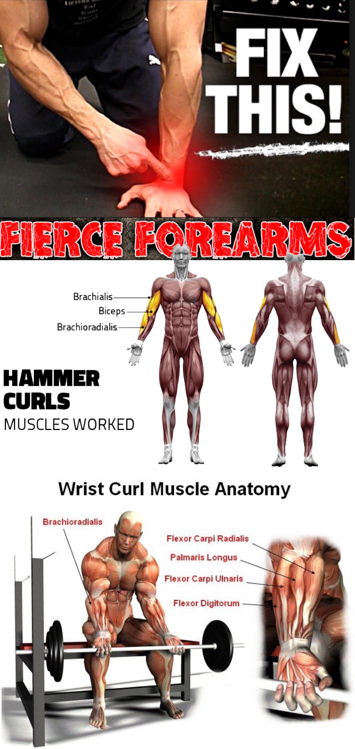 How to Forearms Curl 