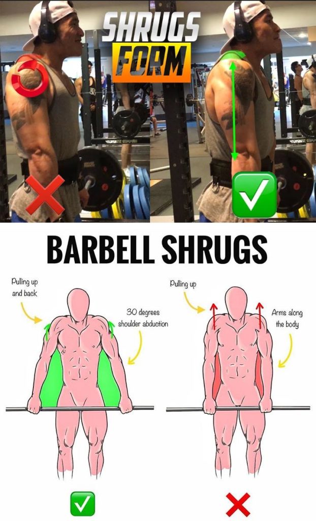 BARBELL SHRUGS & GUIDE